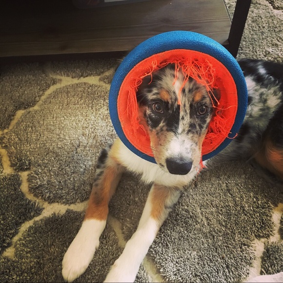 Meet your Posher, Taylor - Picture 1 of 1